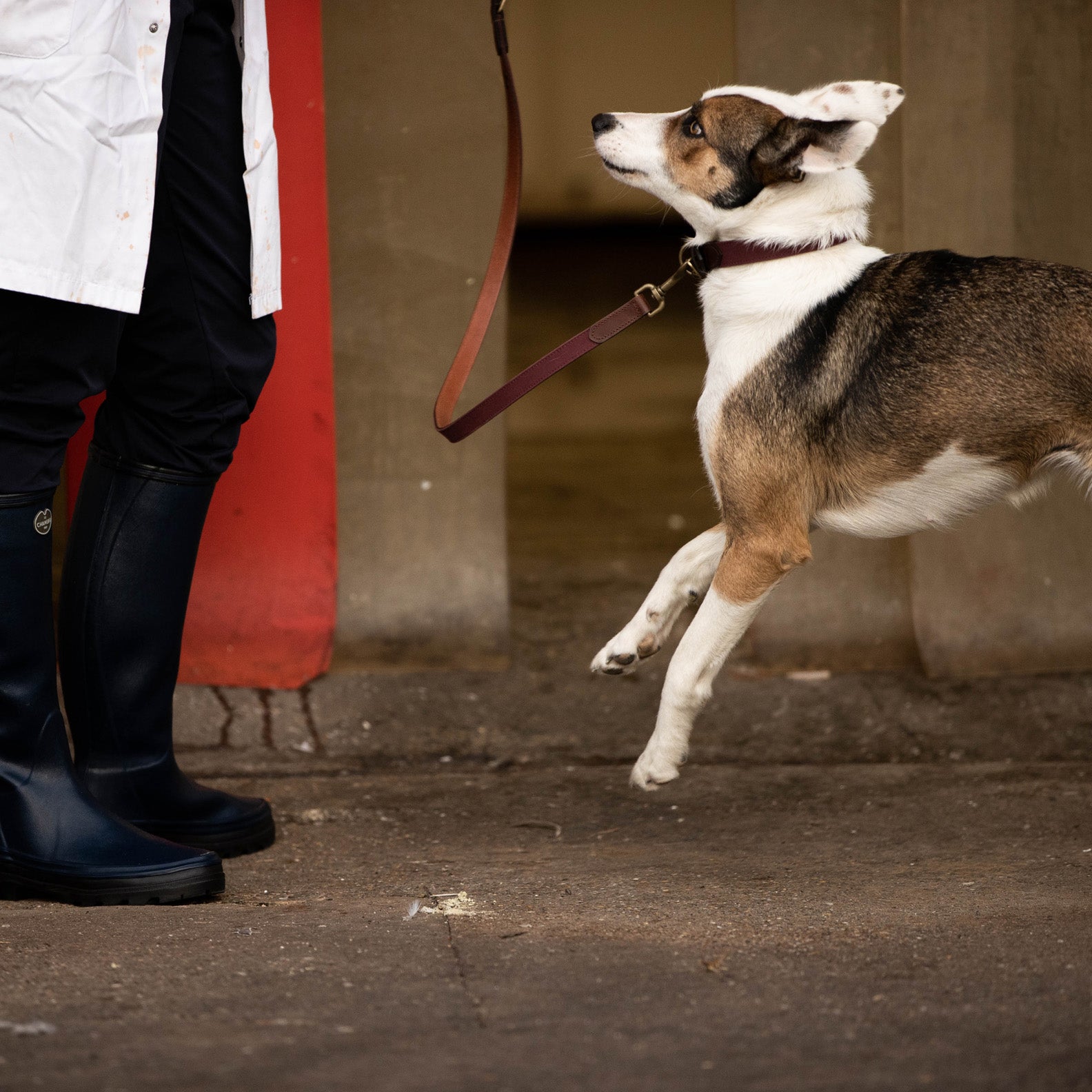 Le-Chameau-Waxed-Cotton-and-Leather-Dog-Lead