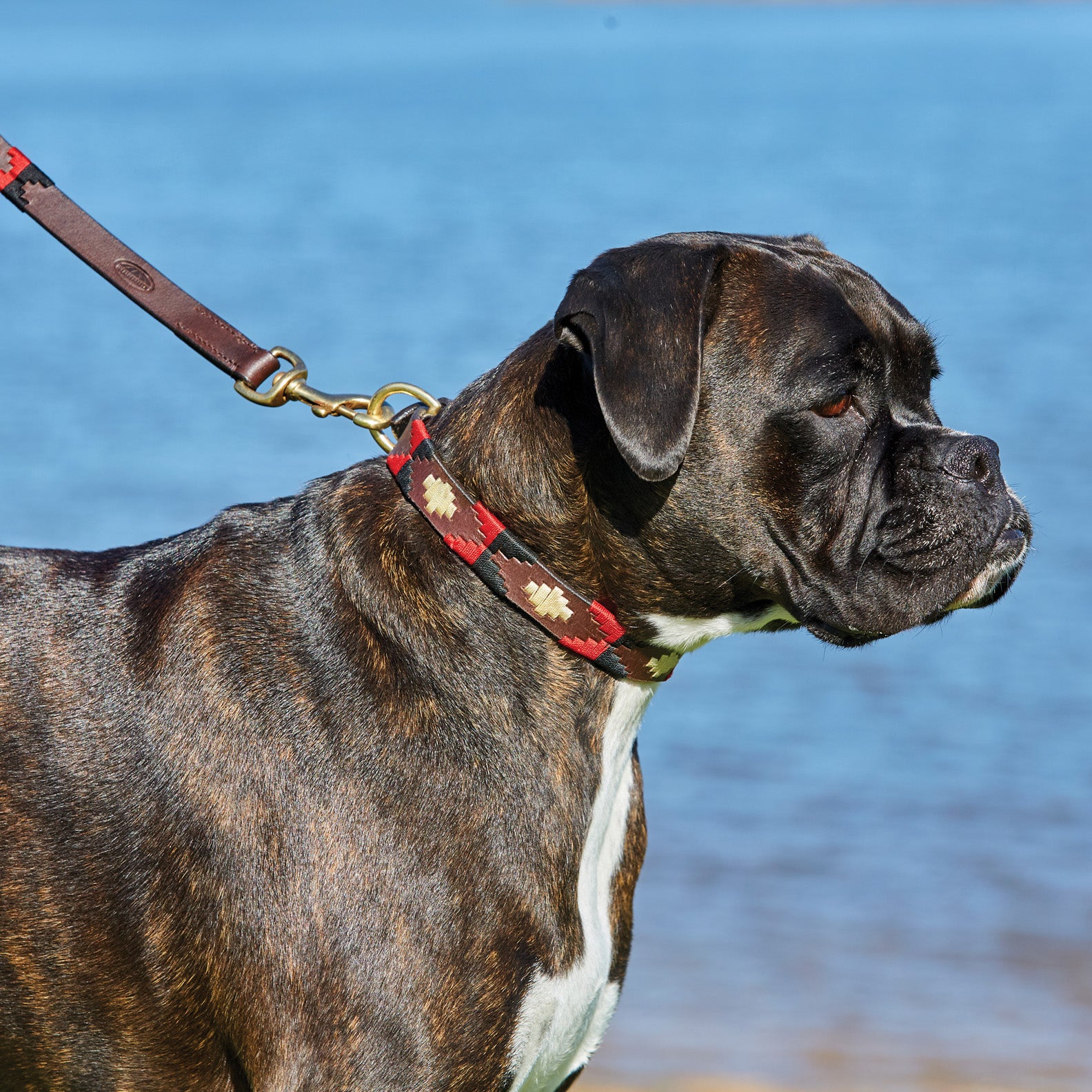 WeatherBeeta-Polo-Leather-Dog-Collar