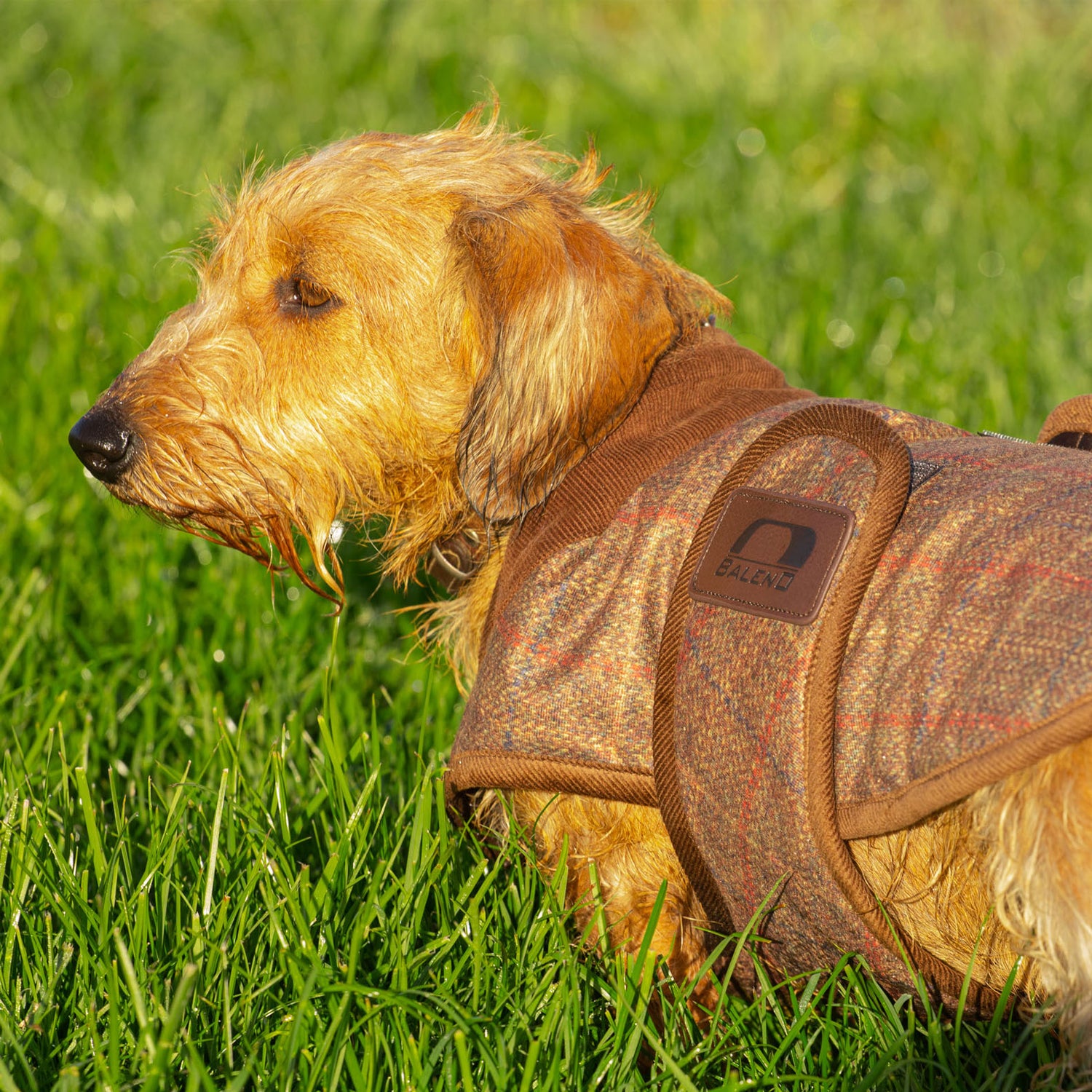 Baleno Bobby Printed Tweed Dog Coat