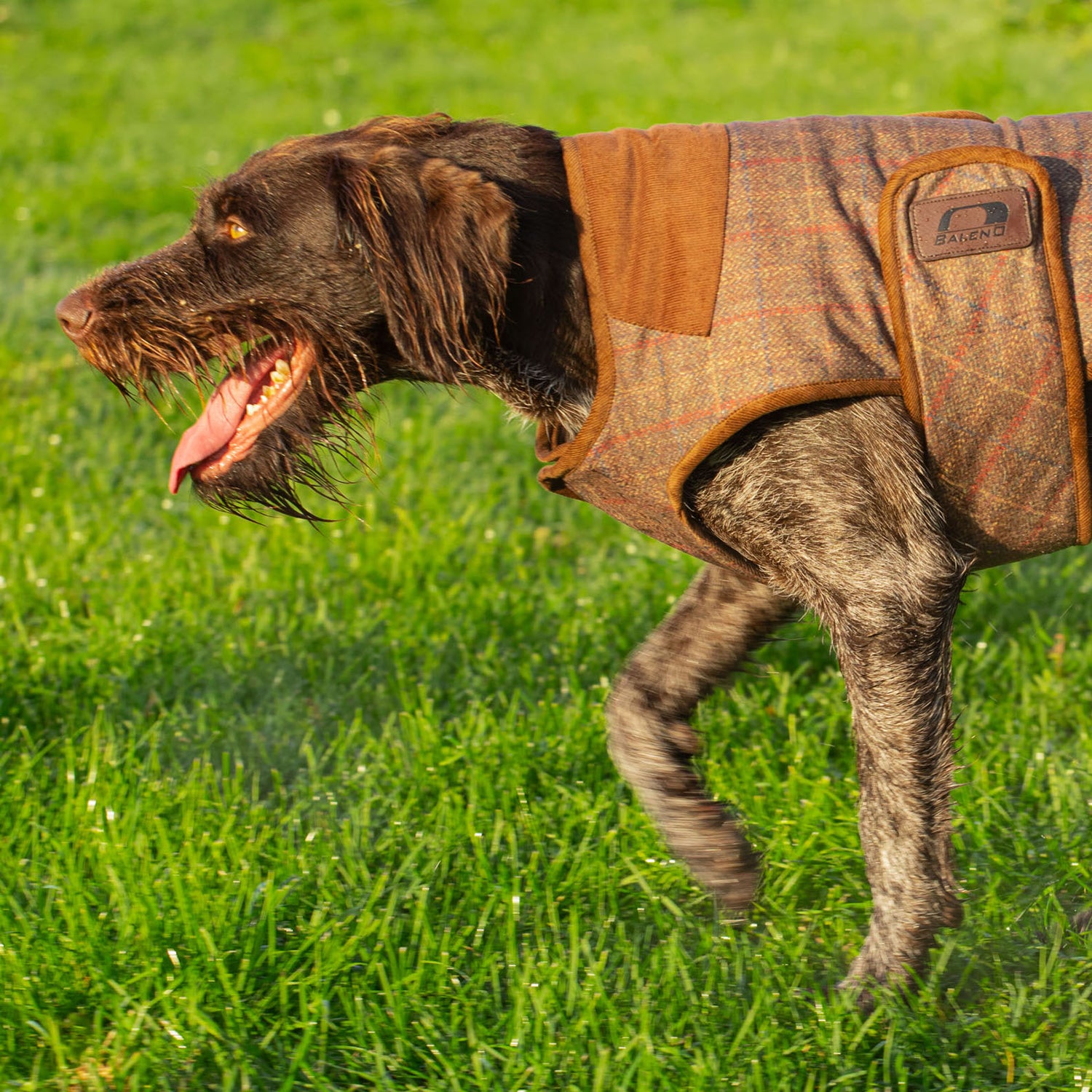 Baleno Bobby Printed Tweed Dog Coat