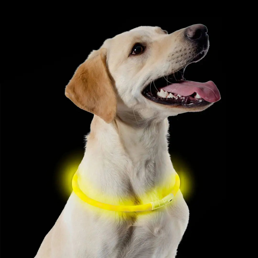 Ancol Collar Flashing LED rechargeable USB yellow dog collar with glow-in-the-dark feature