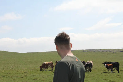 Cattle grazing in a field wearing Bushbuck Apex Crew Base Layer for outdoor comfort