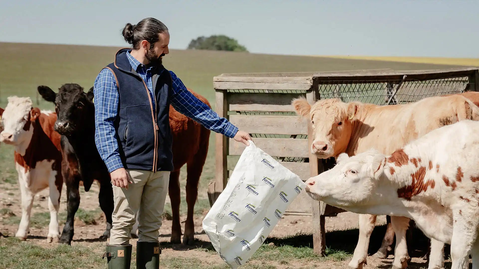 A farmer feeding a bag of feed to a group of cows.