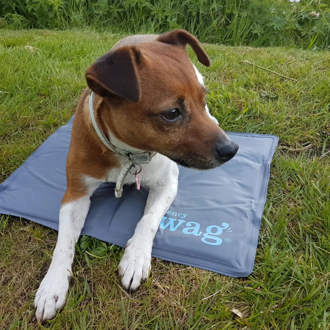 Brown and white dog relaxed on Henry Wag Gel Pet Cooling Mat outdoors