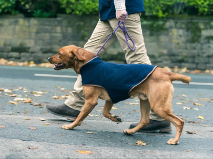 Dog in a blue coat from Jack Pyke Fleece, perfect fleece dog coat for chilly days