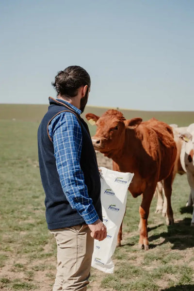 Farmer holding feed bag near cattle wearing New Forest Premium Tattersall Shirt