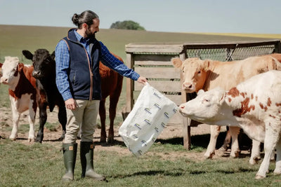 Farmer feeding cattle in forest premium tattersall shirt, stylish and comfortable workwear