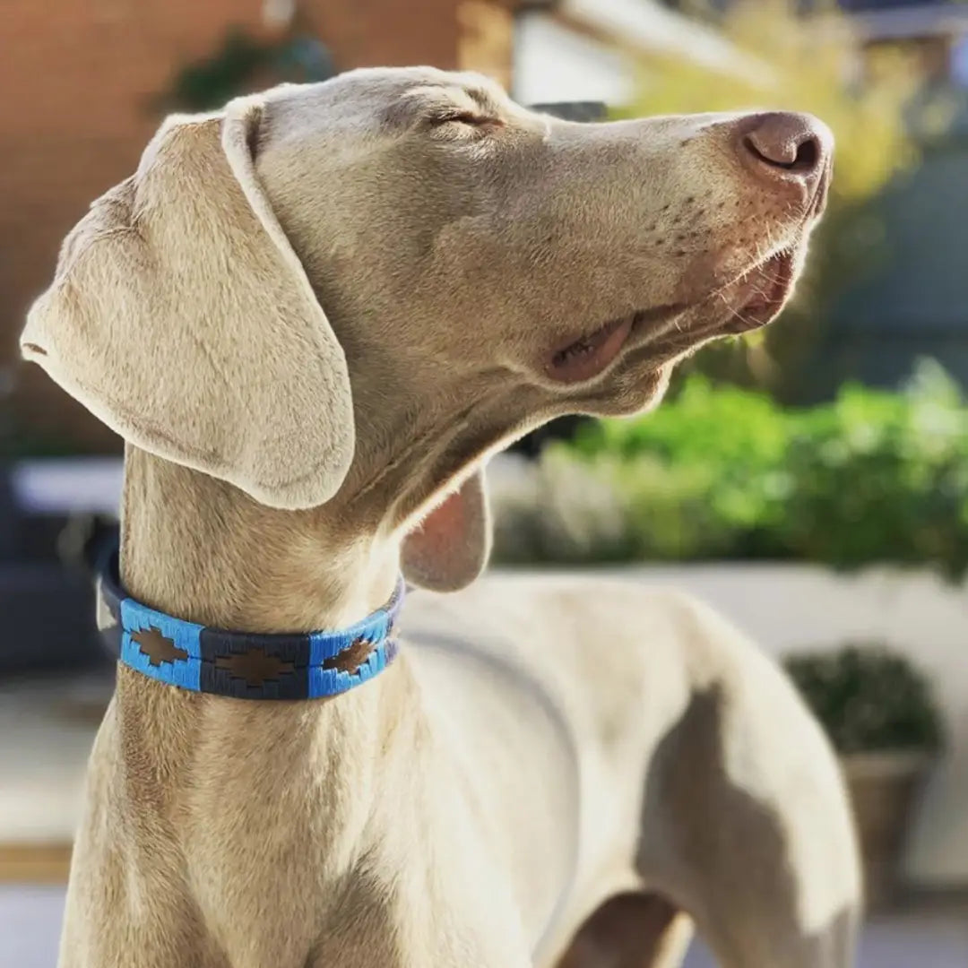 Weimaraner dog with blue patterned collar showcasing Pampeano’s unsurpassed quality