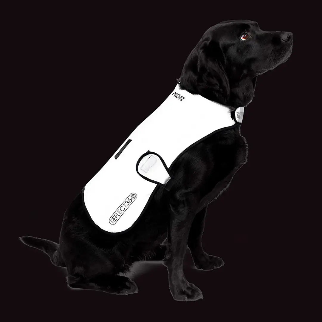 Proviz Reflect360 waterproof dog jacket with white reflective safety vest for dogs