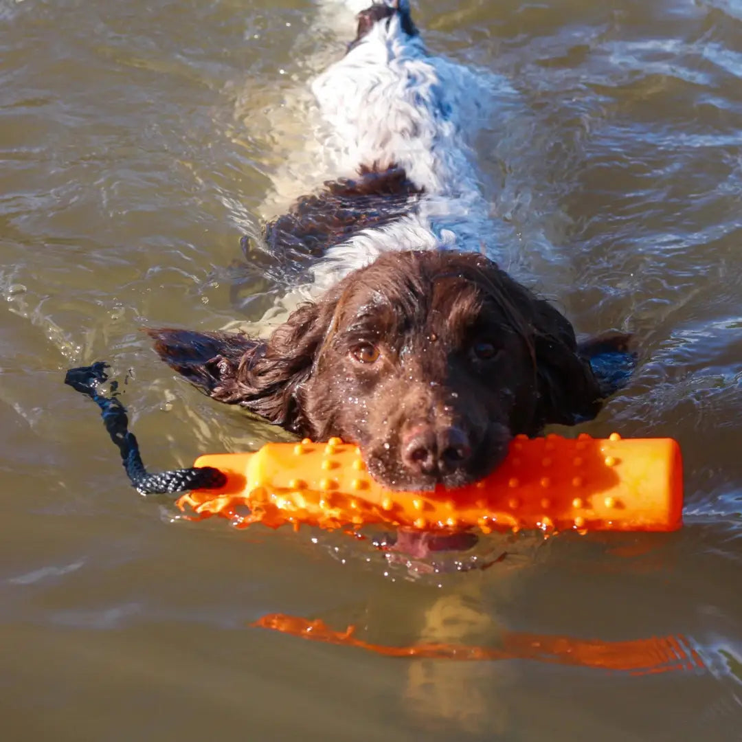 Brown dog swimming with an orange toy, showcasing the Sporting Saint Water Dummy