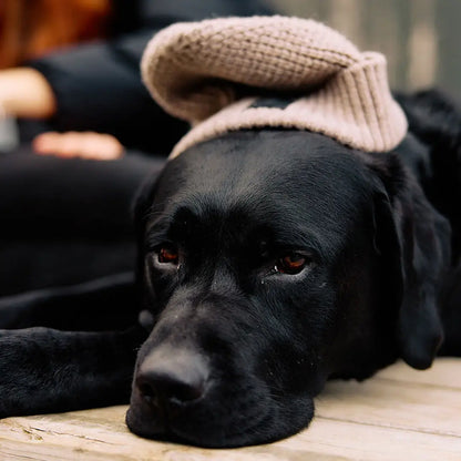 Black Labrador Retriever wearing a beige Swanndri Newton Beanie for cozy style