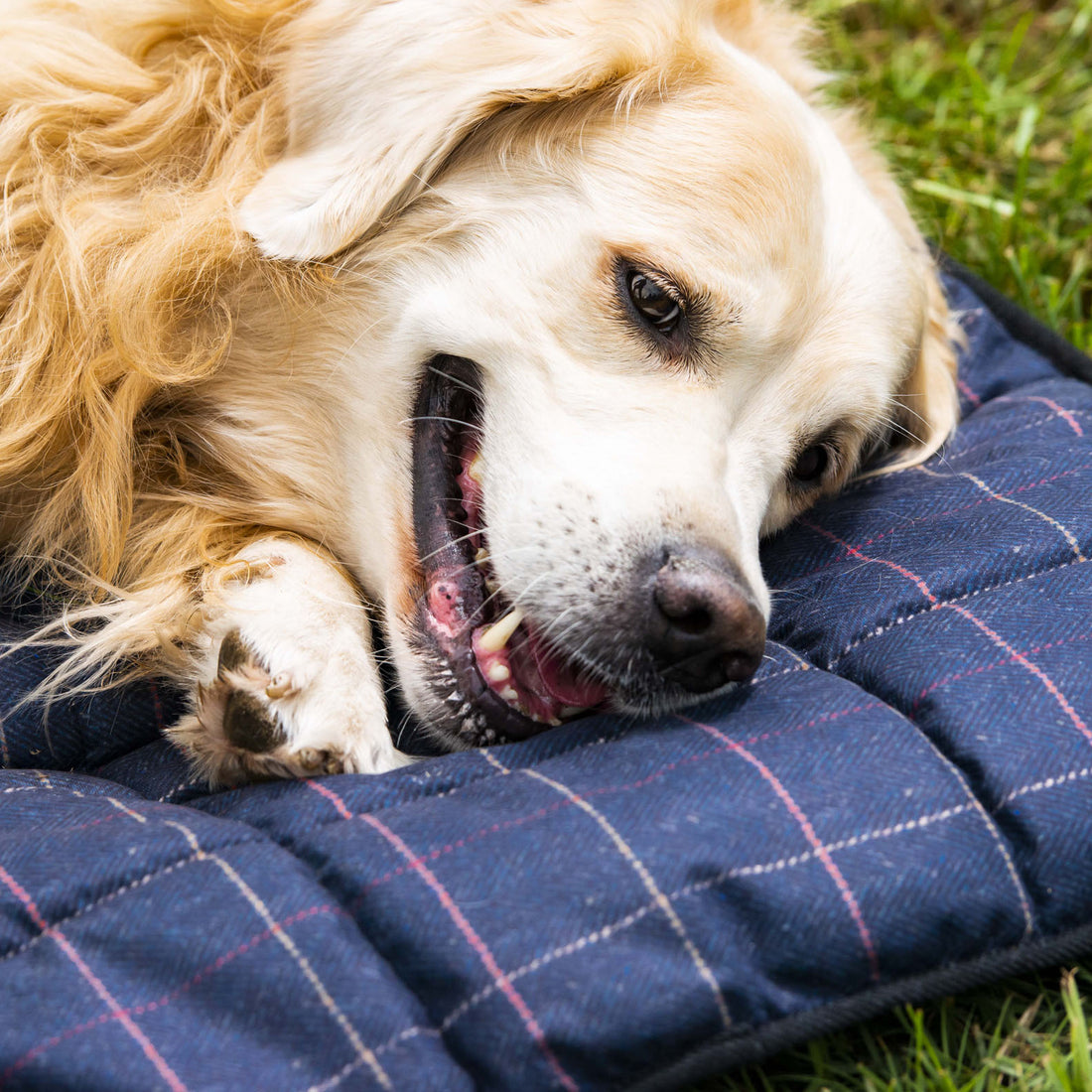 Baleno-Dog-Bed