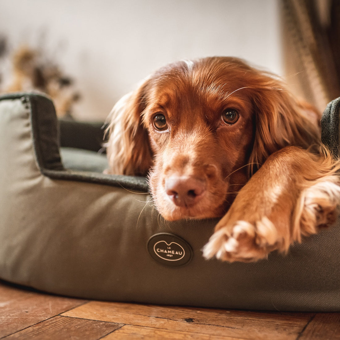 Le-Chameau-Dog-Bed