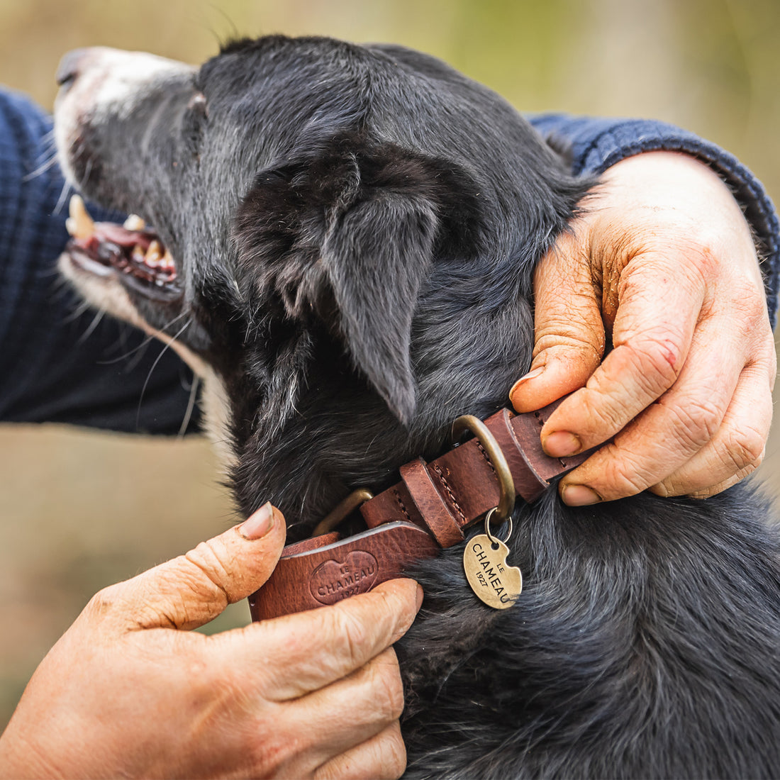 Le-Chameau-Dog-Collar