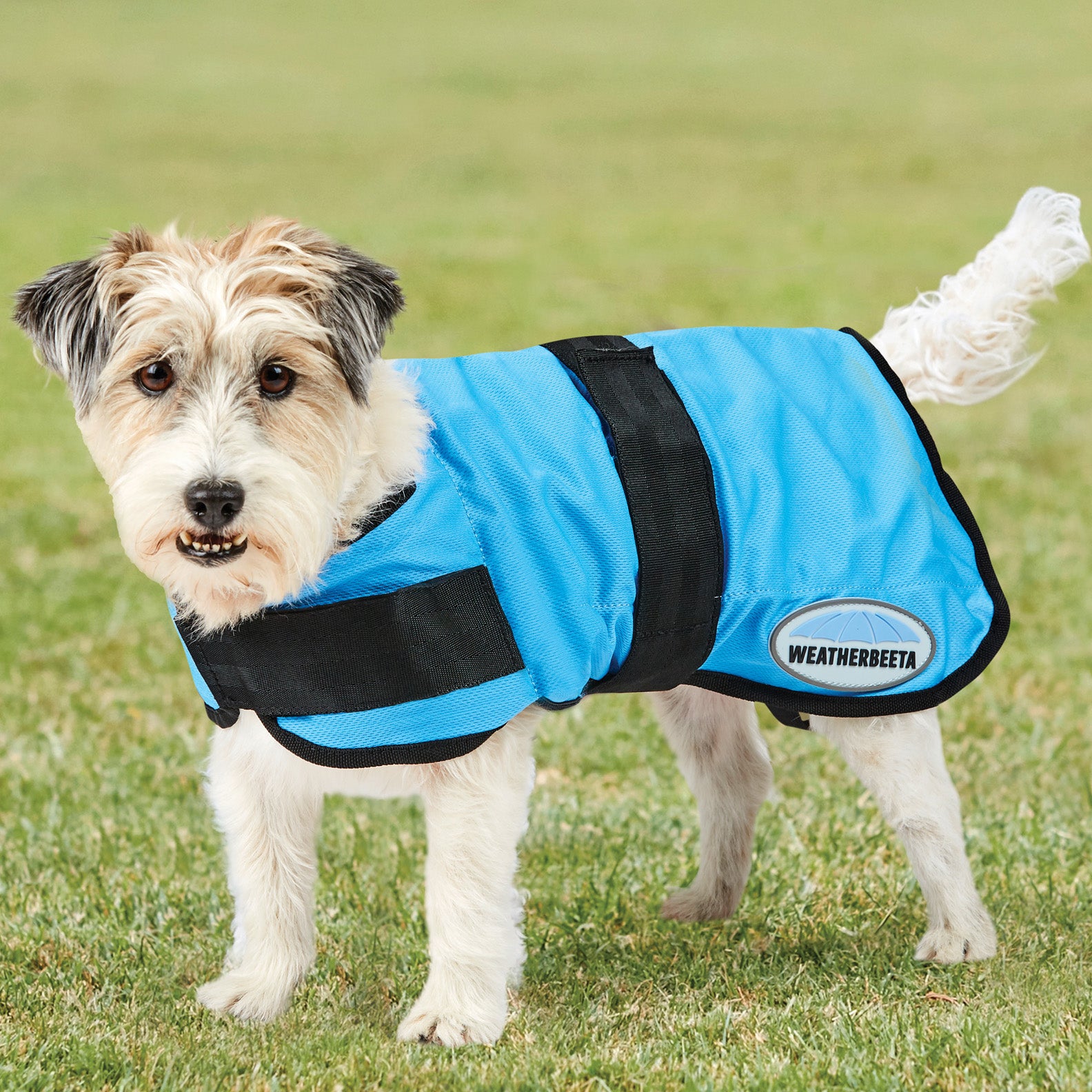 Dog jumpers sales perth